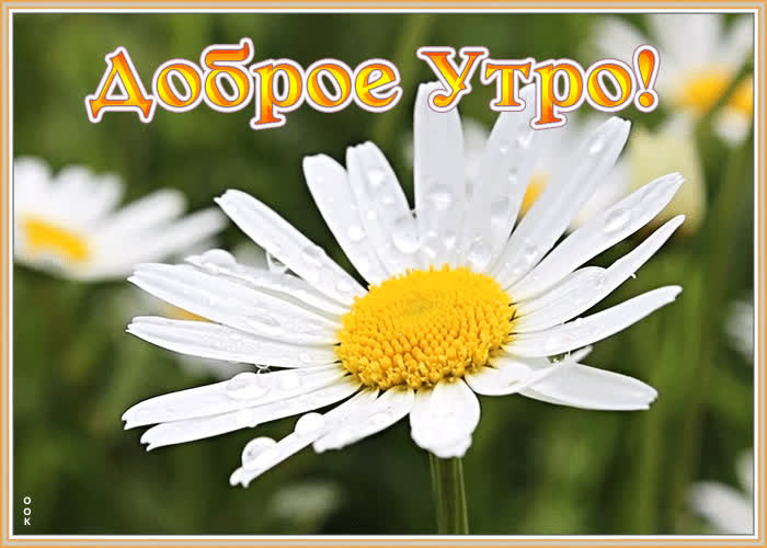 Цветы Ромашки Фото С Добрым Утром Цветы Ромашки Фото С Добрым Утром