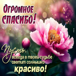 Picture благодарная гиф-открытка, спасибо, пусть в твоей жизни светит солнце всегда