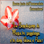Postcard immacolata concezione
