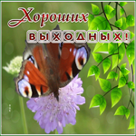 Picture изумительная открытка хороших выходных с бабочкой на цветке