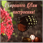 Picture необычная открытка хорошего вам настроения с бабочкой