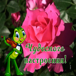 Picture открытка чудесного настроения с прекрасной розой