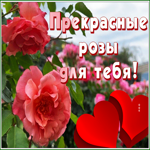 Postcard открытка прекрасные розы для тебя с сердечками