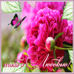 Картинка открытка розовые пионы с любовью
