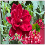 Picture открытка с цветочком и гроздью спелого винограда для тебя