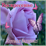 Picture открытка с воскресеньем с сиреневой розой