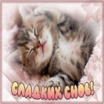 Картинка открытка спокойной ночи с котенком