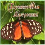 Picture открытка хорошего вам настроения с красивой бабочкой