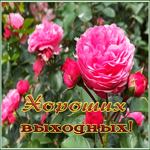 Picture открытка хороших выходных с великолепными розами