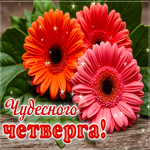 Picture приветливая гиф-открытка, чудесного четверга
