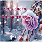 Picture шикарная гиф-открытка с зимней розой, желает самого чудесного настроения