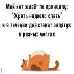 Открытка смешная картинка с котом