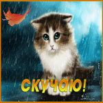 Postcard трогательная открытка скучаю с голубоглазым котиком