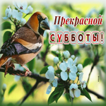 Picture весенняя открытка прекрасной субботы с птичкой