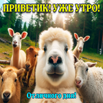 Postcard забавная открытка приветик! уже утро! отличного дня!