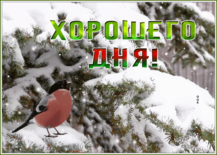 Picture чудесная открытка хорошего дня со снегом и птичкой