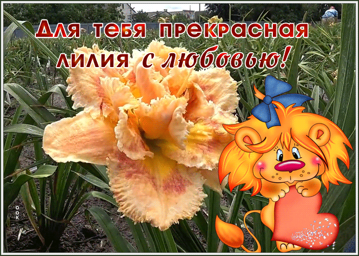 Открытка фото открытка с лилиями