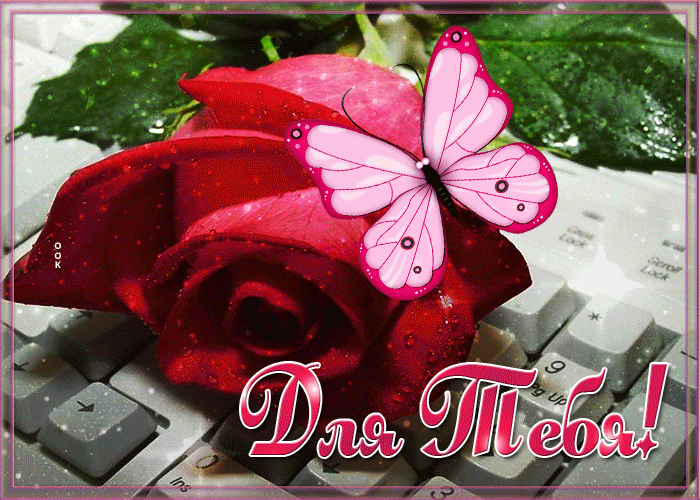 Picture интересная открытка с роскошной красной розой