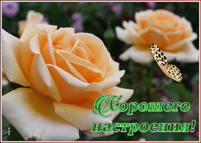 Цветы для хорошего настроения картинки