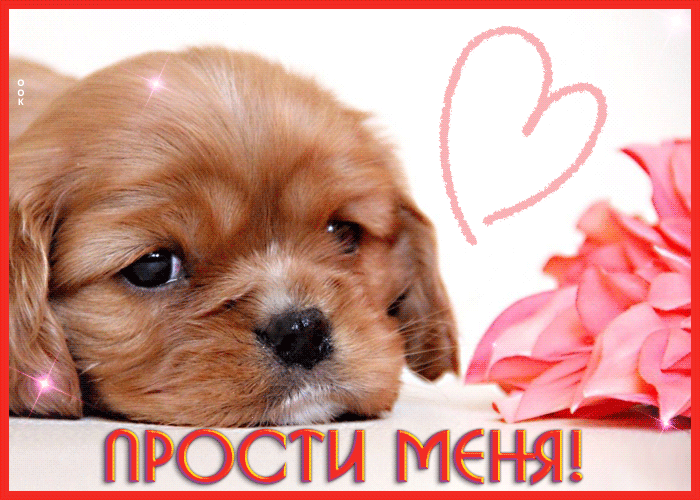 Postcard картинка прости с милым маленьким щеночком
