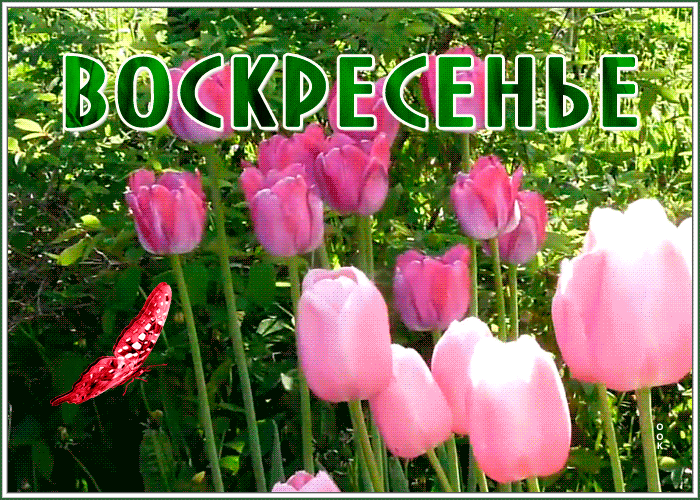 Postcard картинка воскресенье с розовыми тюльпанами