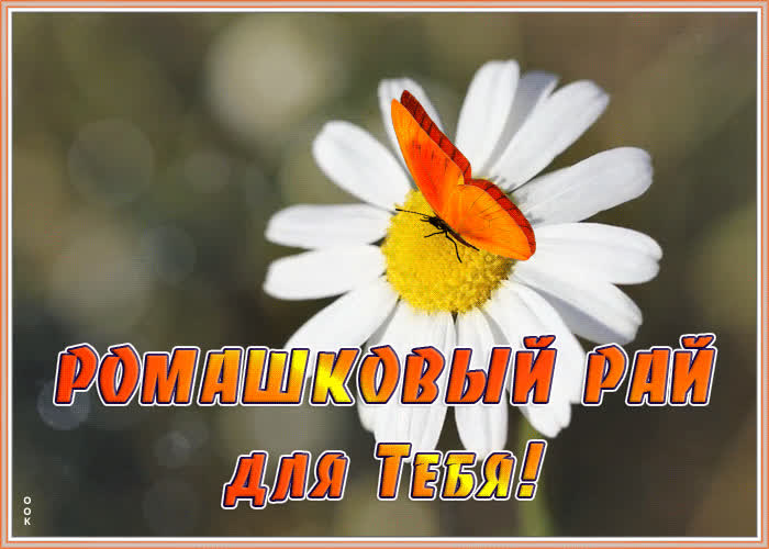 Креативная картинка с ромашками | Открытки Онлайн
