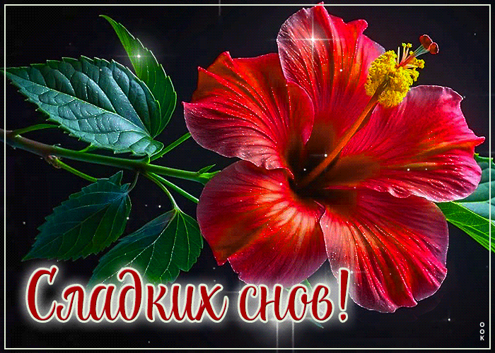 Picture оригинальнейшая гиф-открытка, сладких сновидений