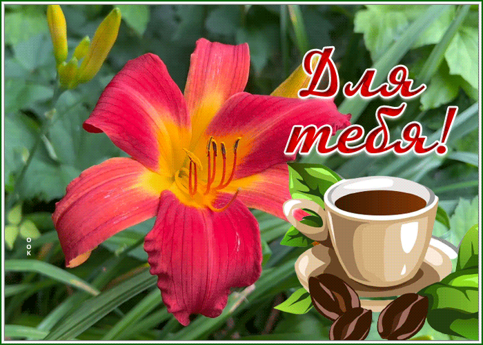 Picture открытка чашечка кофе для тебя с прекрасным цветком