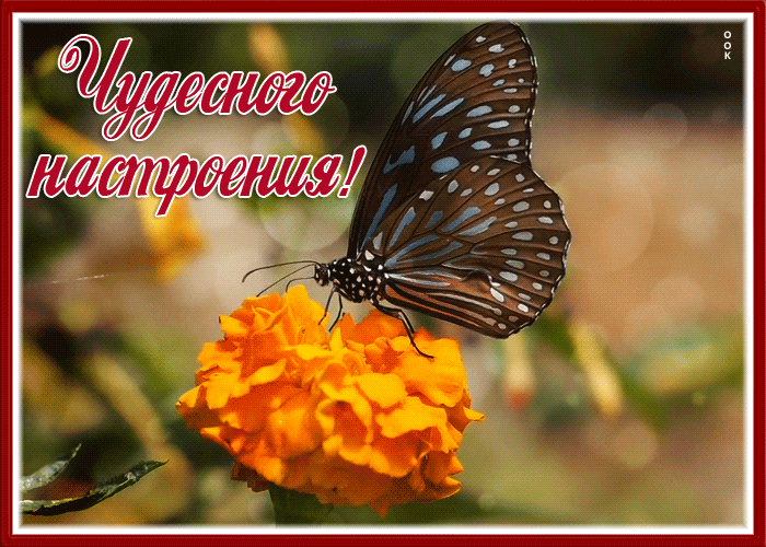 Picture открытка чудесного настроения с бабочкой на цветке