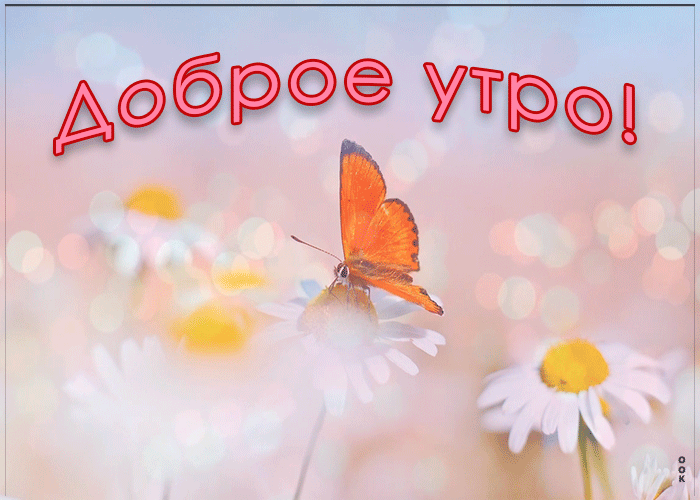Картинка открытка доброе утро с бабочкой