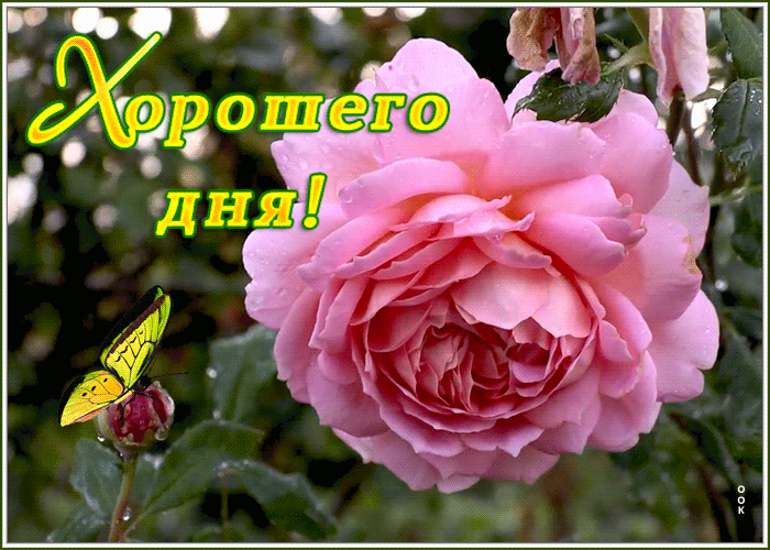 Картинка открытка хорошего дня с розой