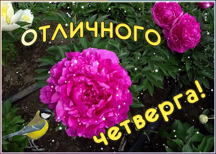 Открытка отличного четверга | Открытки Онлайн