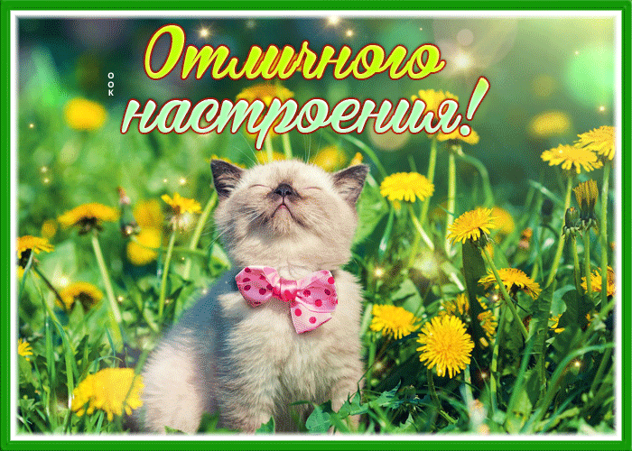 Picture открытка отличного настроения с котенком и одуванчиками
