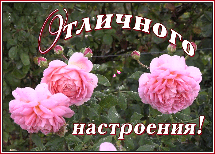 Открытка открытка прекрасного настроения с розами