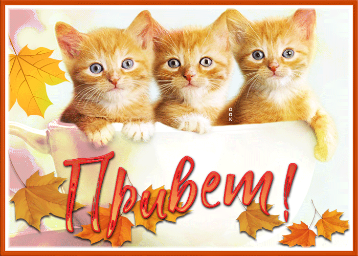 Picture открытка привет с осенью и славными котятами