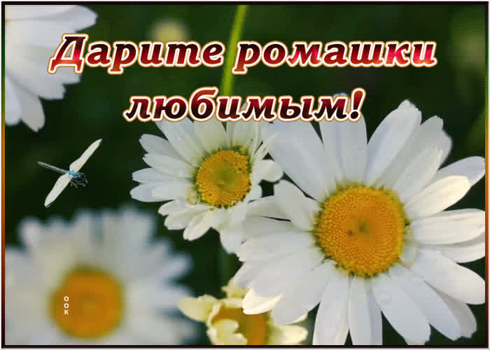 Открытка ромашки любимым | Открытки Онлайн