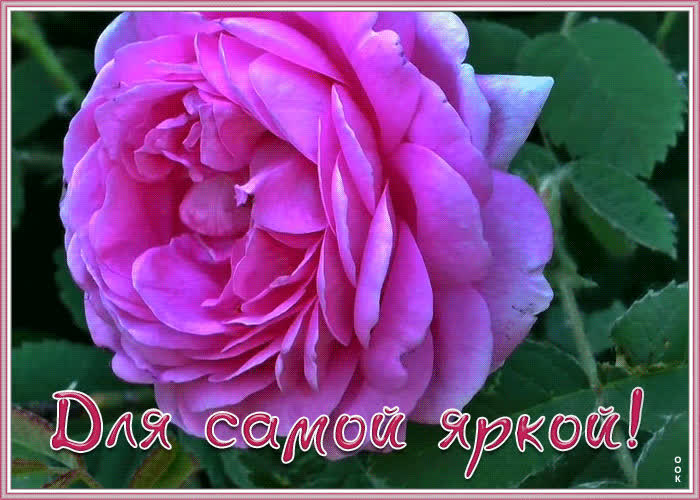 Открытка роза для самой яркой | Открытки Онлайн