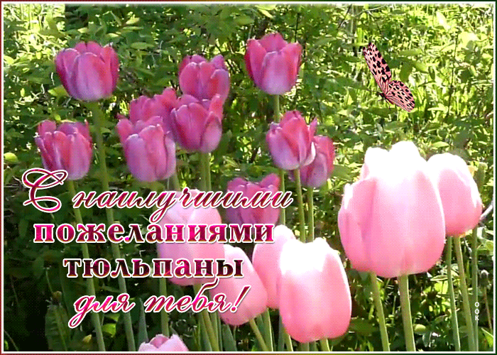 Картинка открытка розовые тюльпаны