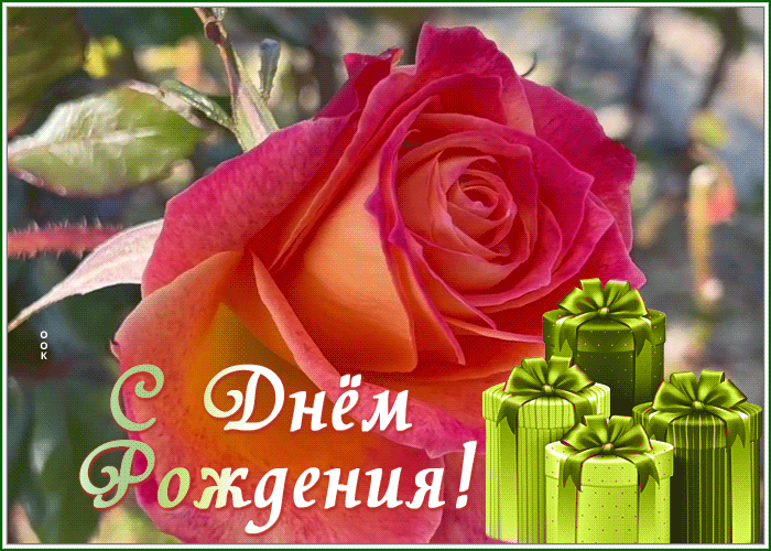 Picture открытка с днем рождения женщине с эффектной розой
