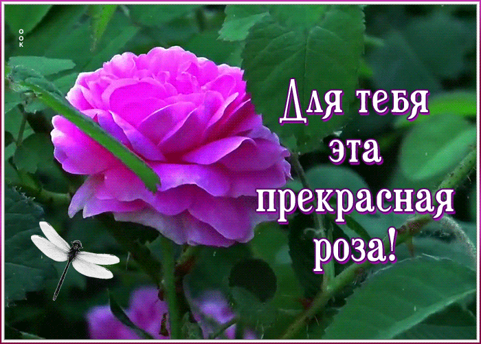 Картинка открытка  с красивой розой