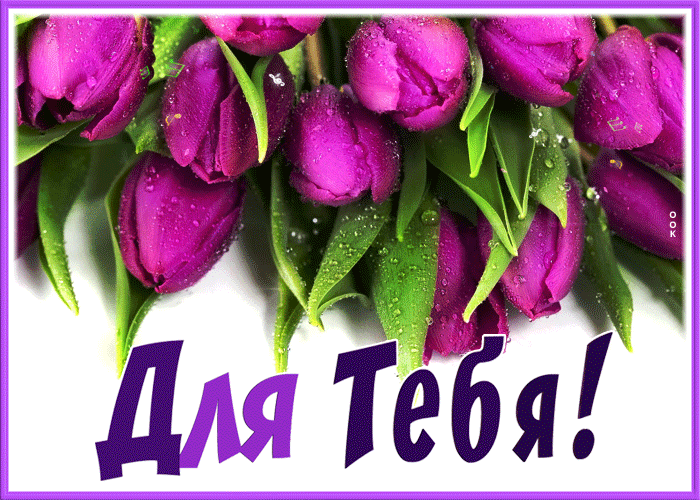 Picture открытка с лиловыми тюльпанами для тебя