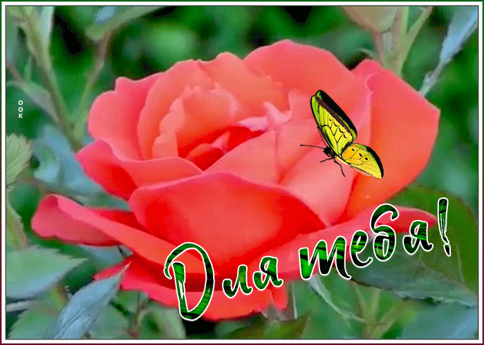 Картинка открытка с розой и бабочкой