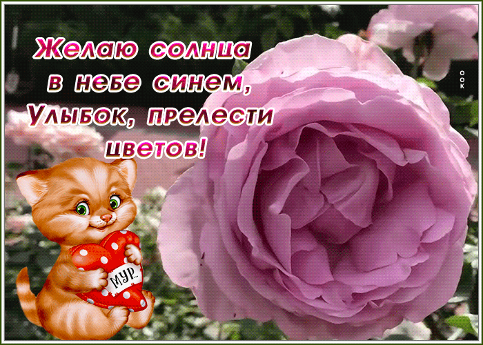 Картинка открытка шикарной женщине розовые розы