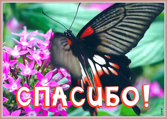 Открытка открытка спасибо с бабочкой