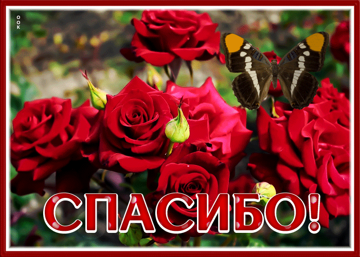 Picture открытка спасибо с великолепными красными розами
