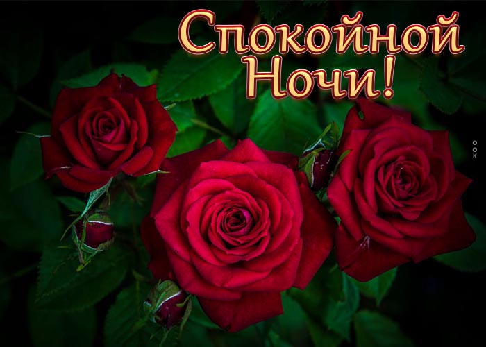 Открытка открытка спокойной ночи с прекрасными алыми розами