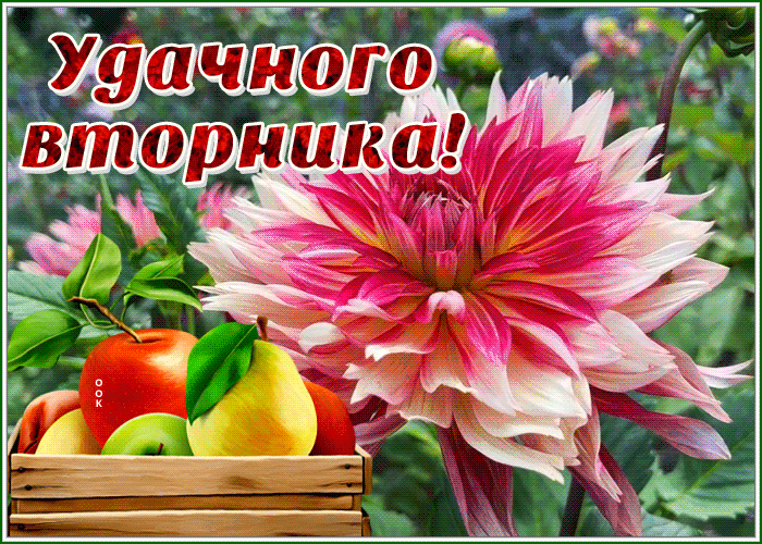 Postcard открытка удачного вторника с великолепным цветком
