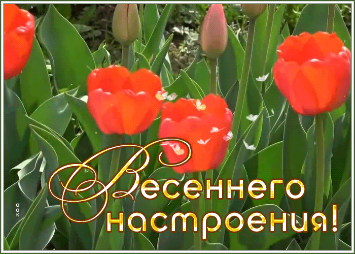 Картинка открытка весеннего настроения с тюльпанами