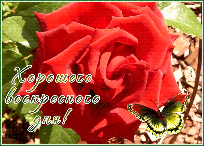 Picture открытка хорошего воскресенья с алой розой