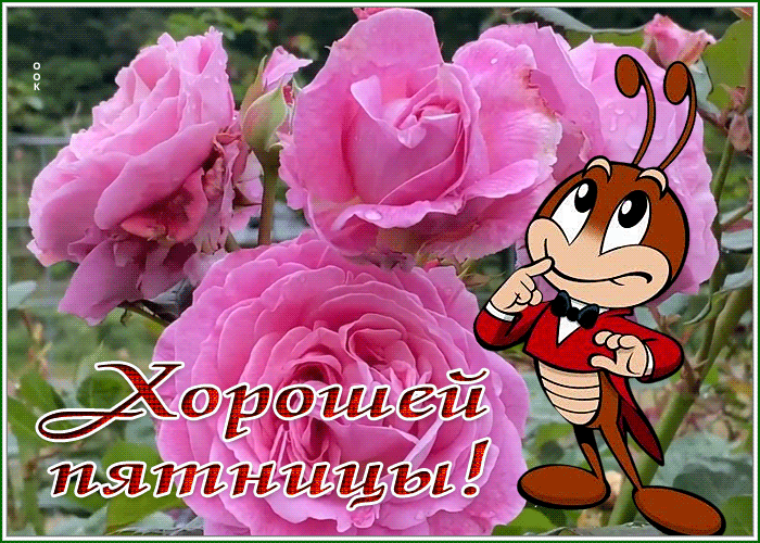 Picture открытка хорошей пятницы, с жучком и розами